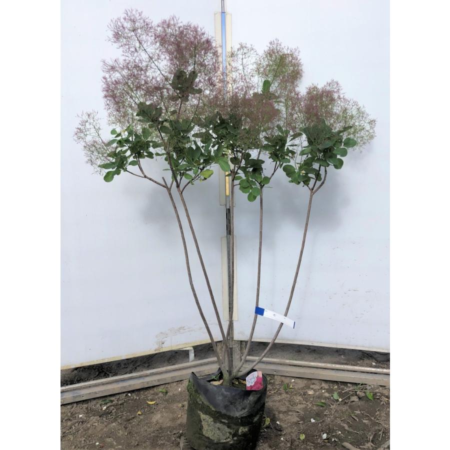赤花スモークツリー 5本株立ち 約110cm 現品発送 豪華株 赤花スモークツリー 5本株立ち 約110cm 現品発送 豪華株