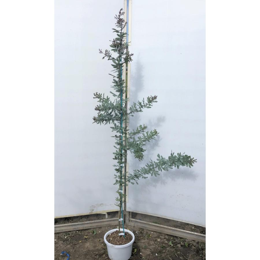 ミモザアカシア プルプレア 紫葉 約1 6ｍ 現品発送 特大株 植木苗木 ギンヨウアカシア 常緑樹 送料無料 mimozapuru1615 大福樹苗園 通販 Yahoo ショッピング
