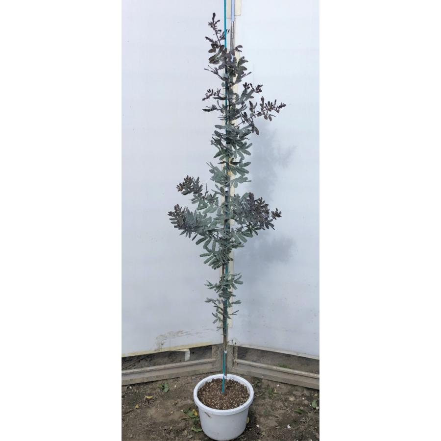 ミモザアカシア プルプレア 紫葉 約1 4ｍ 現品発送 特大株 植木苗木 ギンヨウアカシア 常緑樹 送料無料 mi9mozapuru1413 大福樹苗園 通販 Yahoo ショッピング