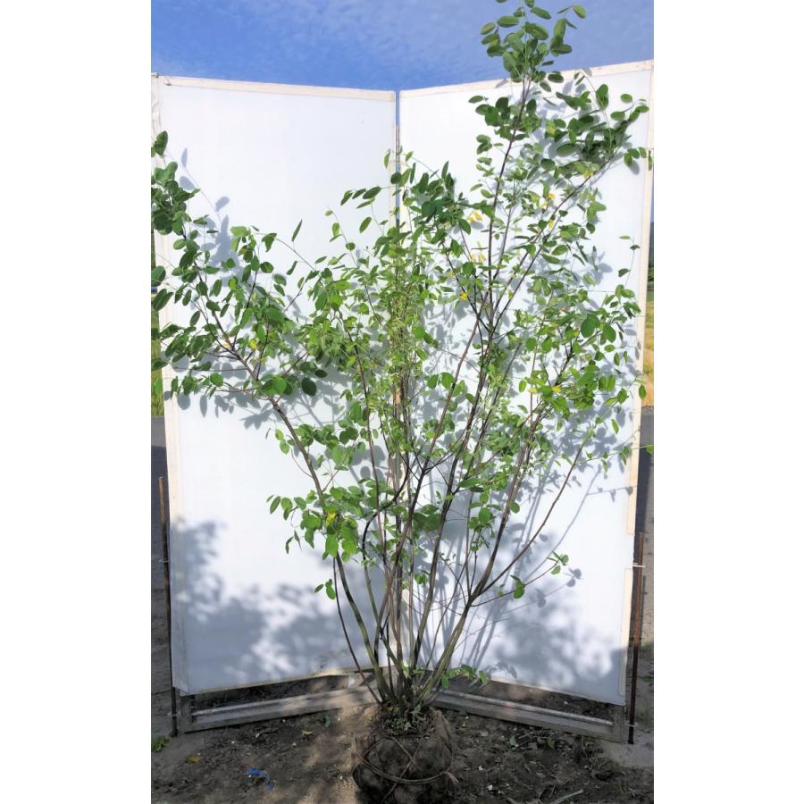 代引不可 ジューンベリー ７本株立ち 約２ｍ 豪華株 現品発送 特大植木苗木 ラマルキー ブルーベリーの様な果実 送料無料 爆安プライス Www Newsite Accurateappraise Com
