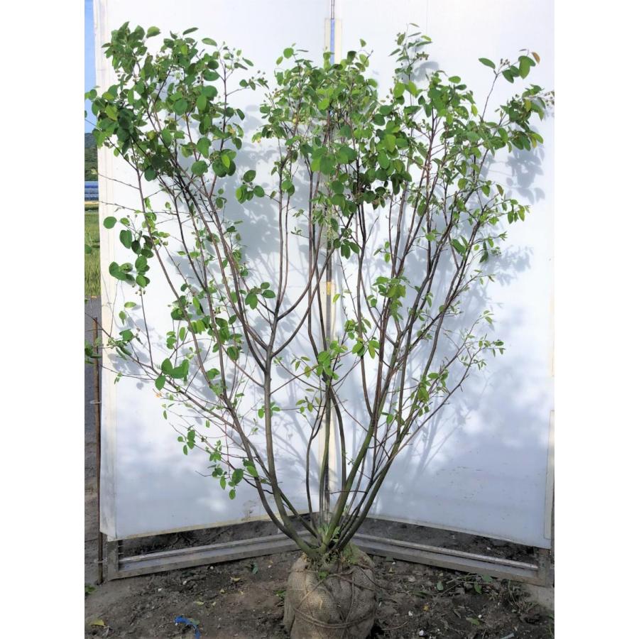 ジューンベリー 9本株立ち 約1 7ｍ 豪華株 一点物 現品発送 特大植木苗木 ラマルキー ブルーベリーの様な果実 送料無料 jb1715k9 大福樹苗園 通販 Yahoo ショッピング