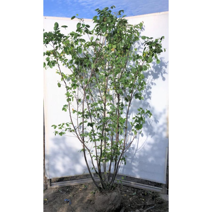 ジューンベリー/株立ち【現品発送】管理70900 ジューンベリー/株立ち【現品発送】管理70900 株立ち】ジューンベリー約3m