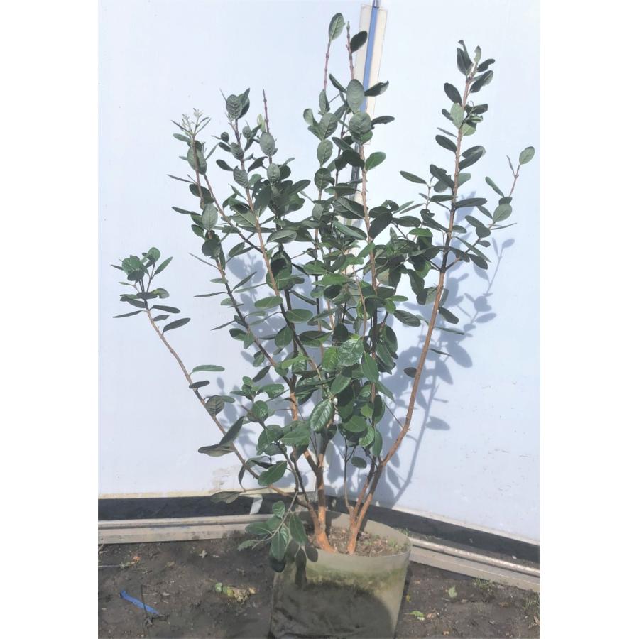 フェイジョア マンモス 株立ち 約1.2m 現品発送 特大植木苗木 大実品種