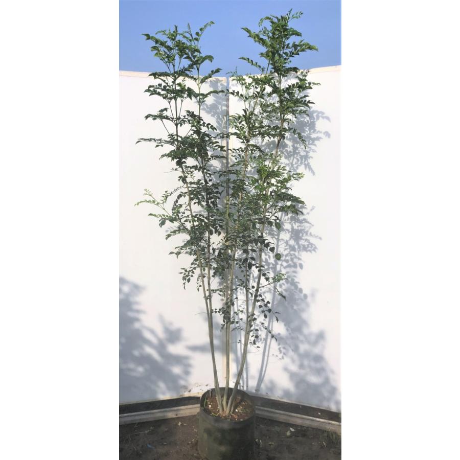 シマトネリコ　５本株立ち　約2.1m　現品発送　美樹形株　特大株　植木苗木　シンボルツリー　常緑樹　送料無料