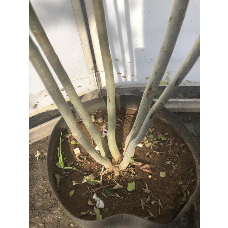 シマトネリコ　５本株立ち　約2.1m　現品発送　美樹形株　特大株　植木苗木　シンボルツリー　常緑樹　送料無料 