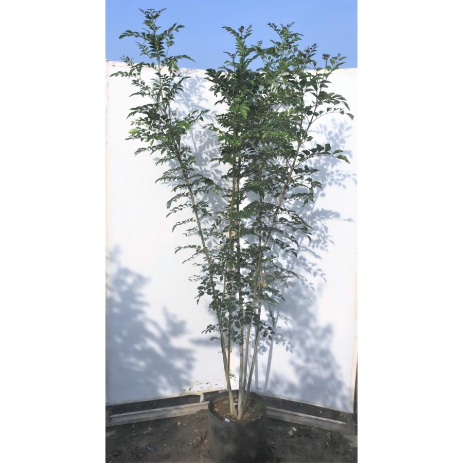 シマトネリコ　５本株立ち　約2.1m　現品発送　美樹形株　特大株　植木苗木　シンボルツリー　常緑樹　送料無料