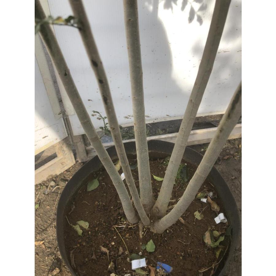 シマトネリコ　５本株立ち　約2.1m　現品発送　美樹形株　特大株　植木苗木　シンボルツリー　常緑樹　送料無料 