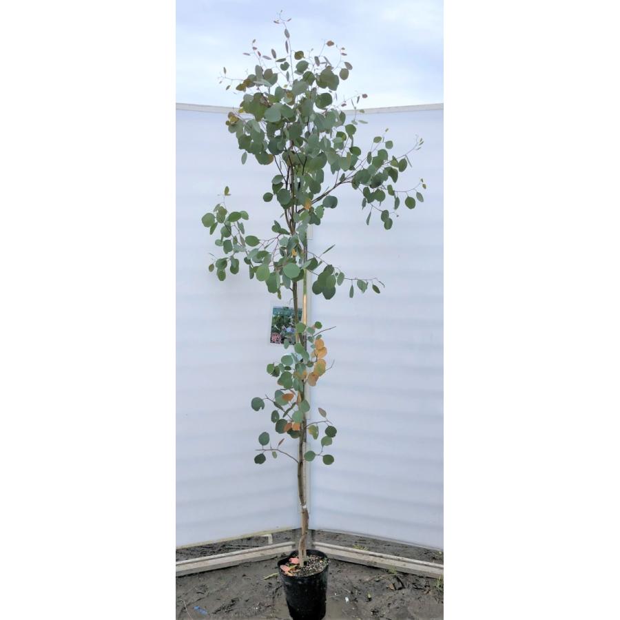 ポポラス　丸葉ユーカリ　約2.1ｍ　現品発送　特大株　植木苗木　丸葉のユーカリの木　鉢植え観葉植物に　常緑樹　送料無料