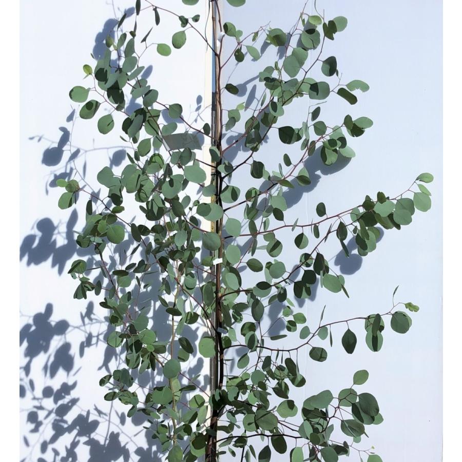 ポポラス　丸葉ユーカリ　約2.1ｍ　現品発送　特大株　植木苗木　丸葉のユーカリの木　鉢植え観葉植物に　常緑樹　送料無料 