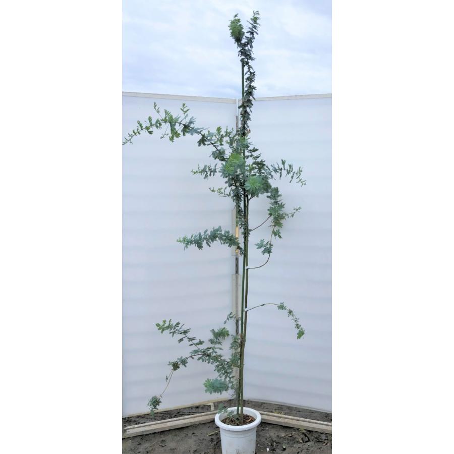 ミモザアカシア 約2 2ｍ 現品発送 特大株 植木苗木 ギンヨウアカシア 銀葉アカシア 常緑樹 送料無料 mimoza22 大福樹苗園 通販 Yahoo ショッピング