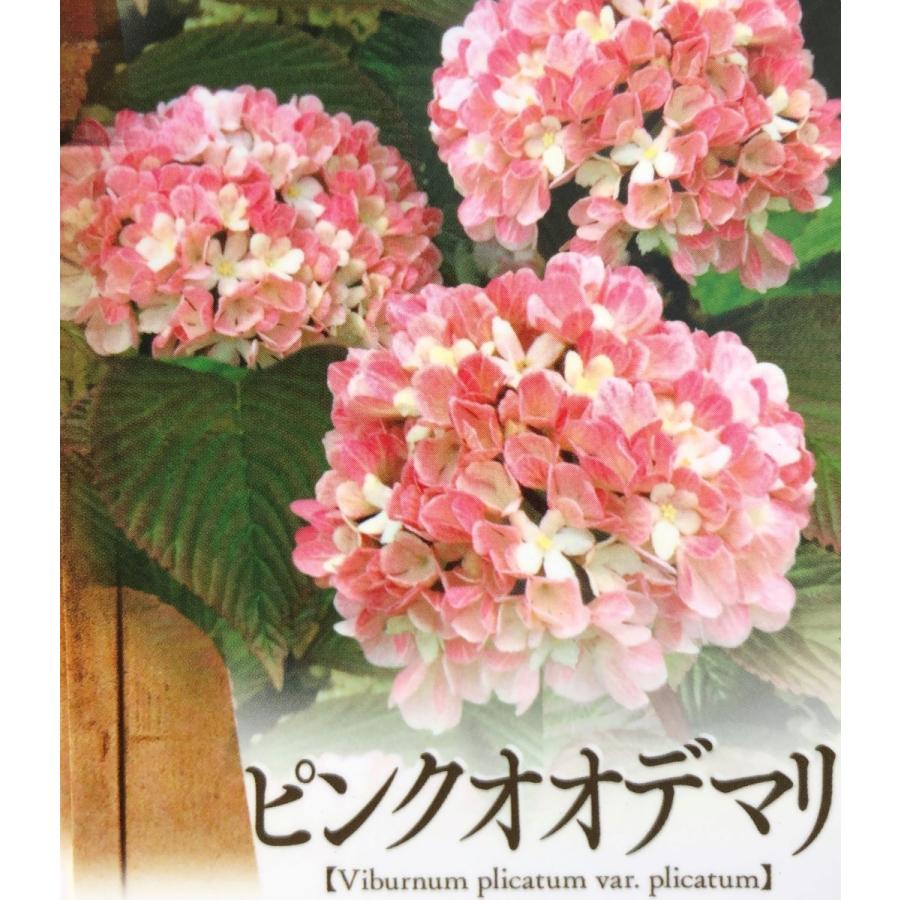 ピンクオオデマリ ジェミニ 株立ち 約1 5ｍ 現品発送 特大苗木苗木 オオテマリ 大手毬 落葉樹 送料無料 jemini1513k6 大福樹苗園 通販 Yahoo ショッピング