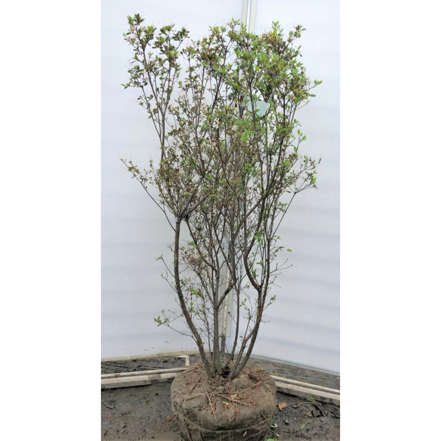 本霧島ツツジ 6本株立ち 約1.5m 現品発送 特大株 大苗植木苗木 ホンキリシマ 常緑樹 送料無料 : 大福樹苗園 - 通販 - Yahoo ...