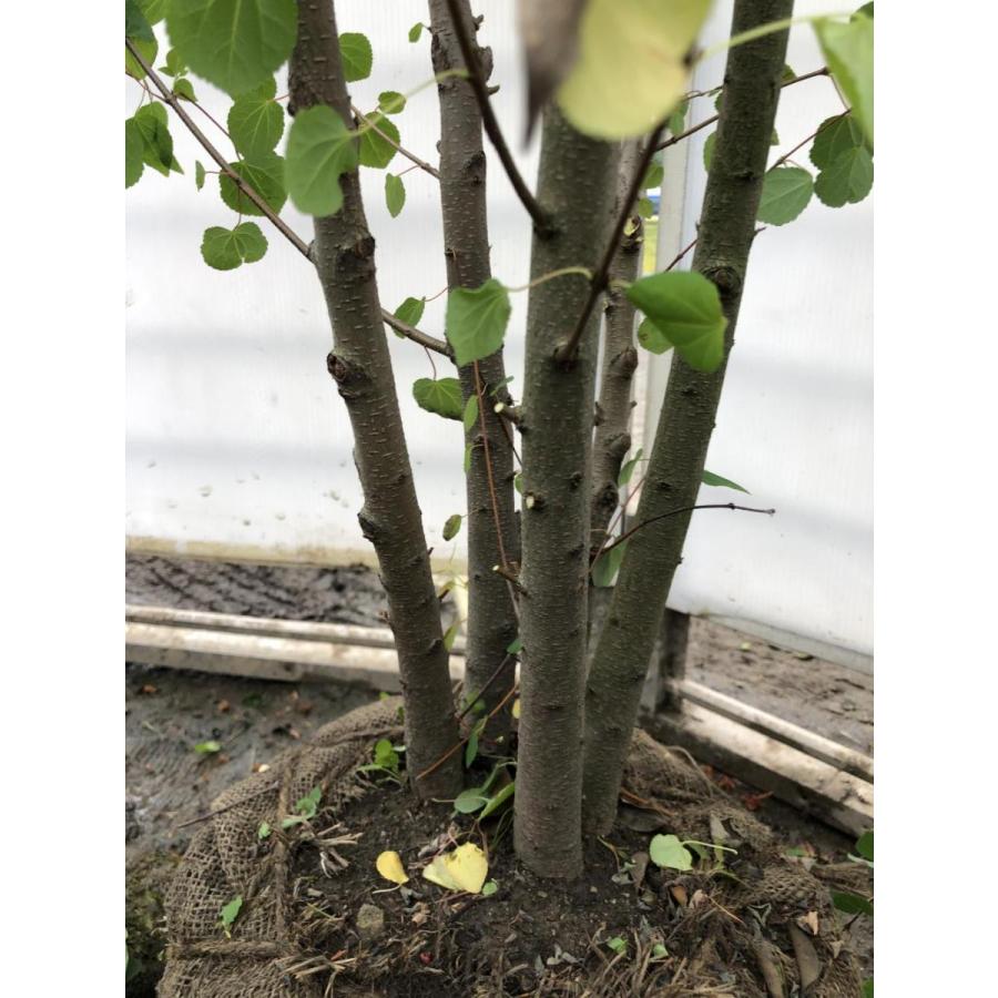 カツラ/桂【品番3297】庭木 カツラ/桂【品番3297】庭木