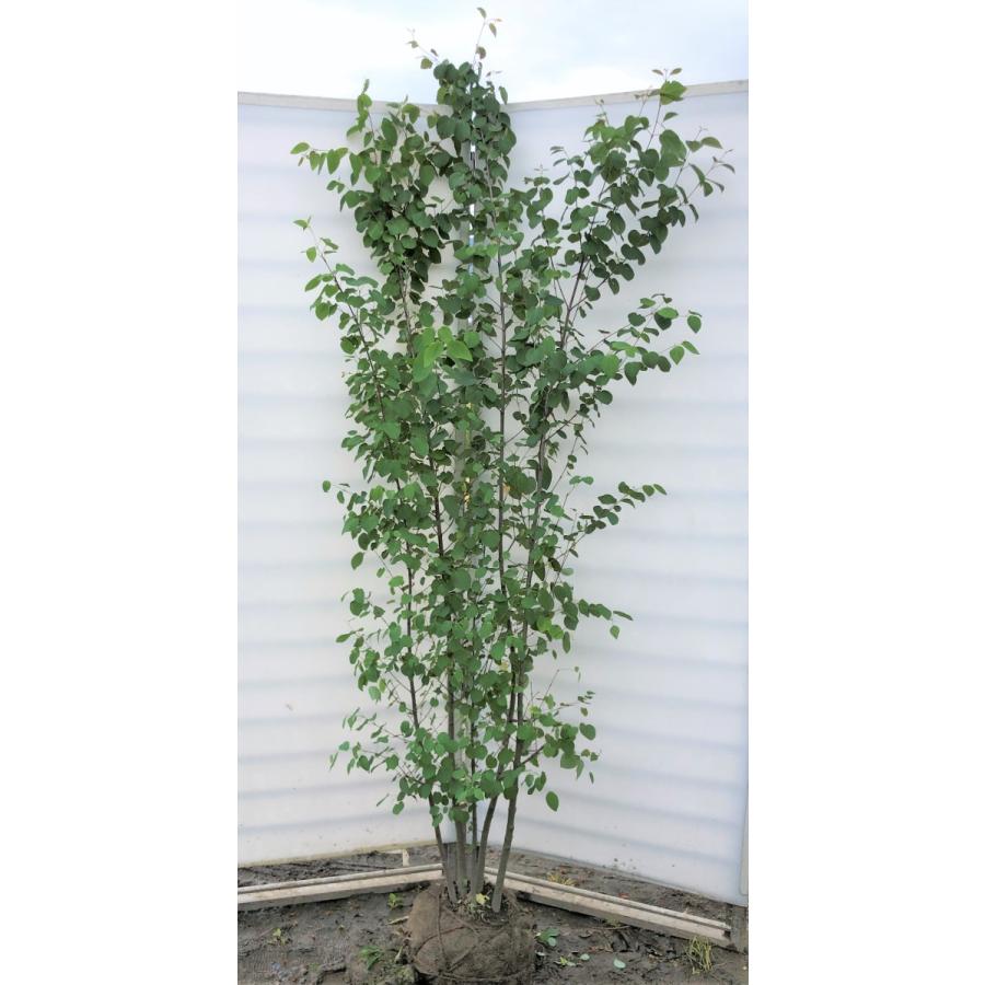 桂 カツラの木 5本株立ち 約2m 現品発送 特大株 大苗植木苗木 ハート形の葉っぱ シンボルツリー 送料無料 : 大福樹苗園 - 通販 ...