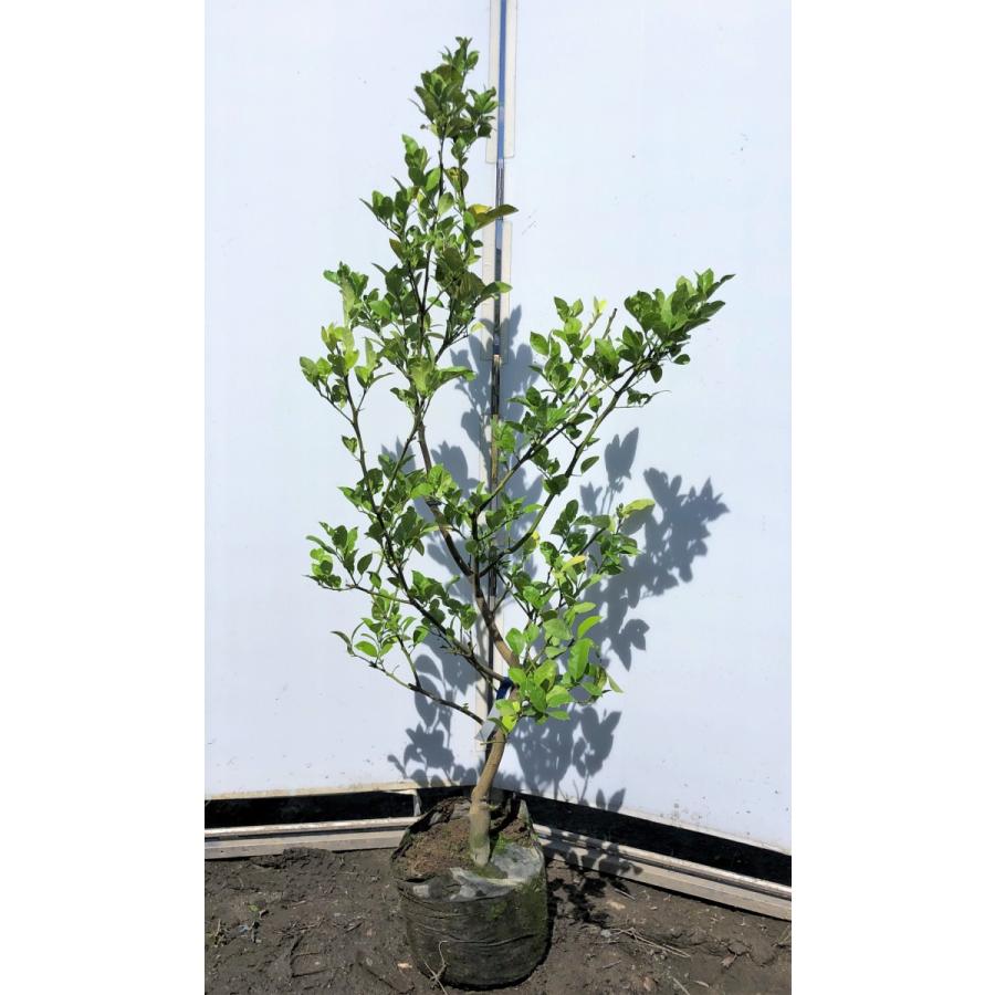 レモンの木　ビアフランカ　約1.6ｍ　現品発送　特大株　植木苗木　トゲなし檸檬の木　常緑樹　観葉植物　鉢植えに　父の日2021　送料無料