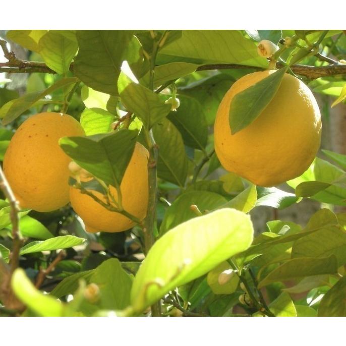 レモンの木　ビアフランカ　約1.6ｍ　現品発送　特大株　植木苗木　トゲなし檸檬の木　常緑樹　観葉植物　鉢植えに　父の日2021　送料無料 