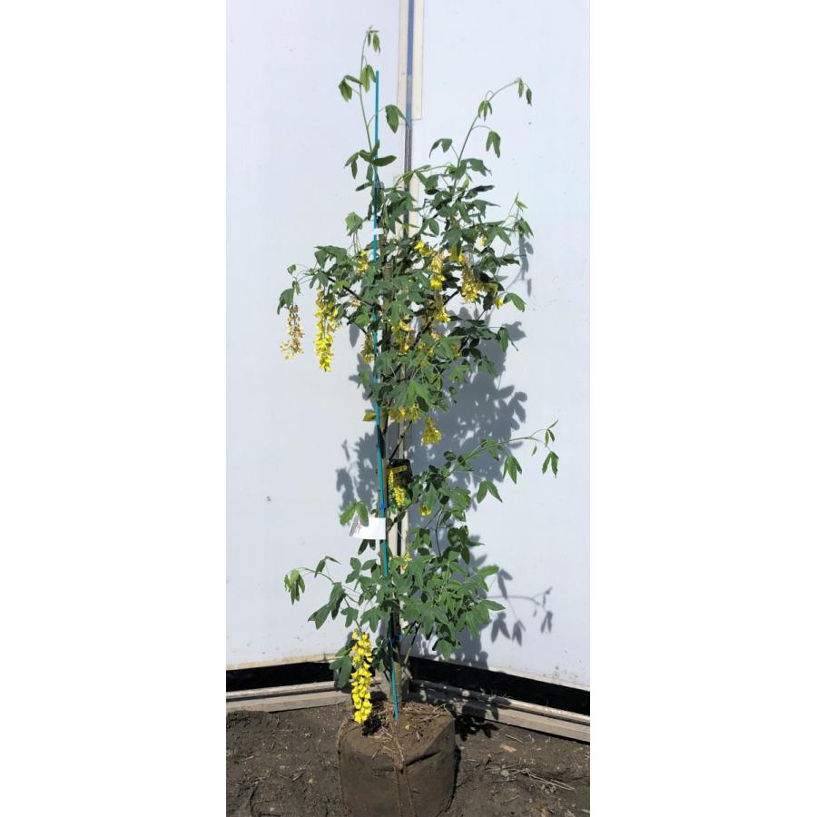 キングサリ 約1.6m 現品発送 特大植木苗木 金鎖 キバナフジ 落葉樹