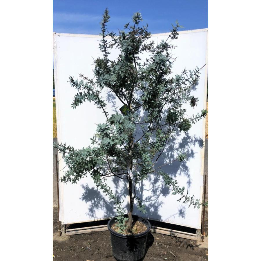 鉢植えミモザアカシア プルプレア 紫葉 約2m 現品発送 一点物 鉢植えミモザアカシア プルプレア 紫葉 約2m 現品発送 一点物