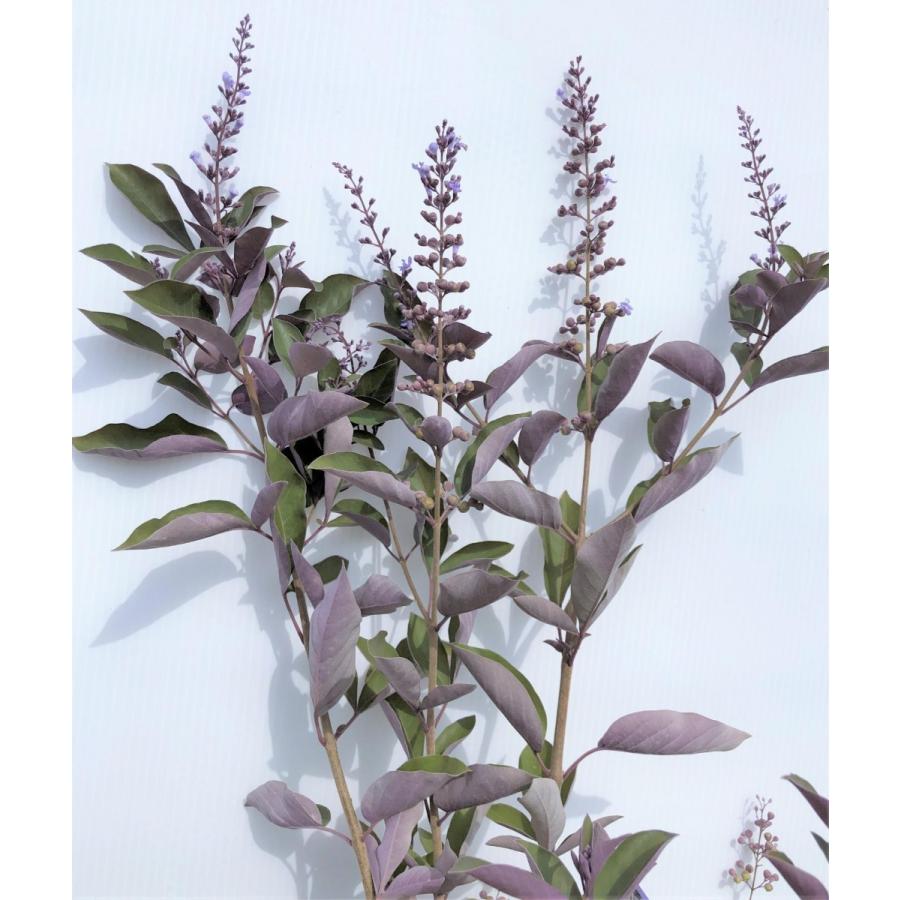 西洋ニンジンボク　プルプレア　カンナ　約1.9ｍ　現品発送　特大株　大苗植木苗木　ミツバハマゴウ　パープレア　落葉樹　送料無料 