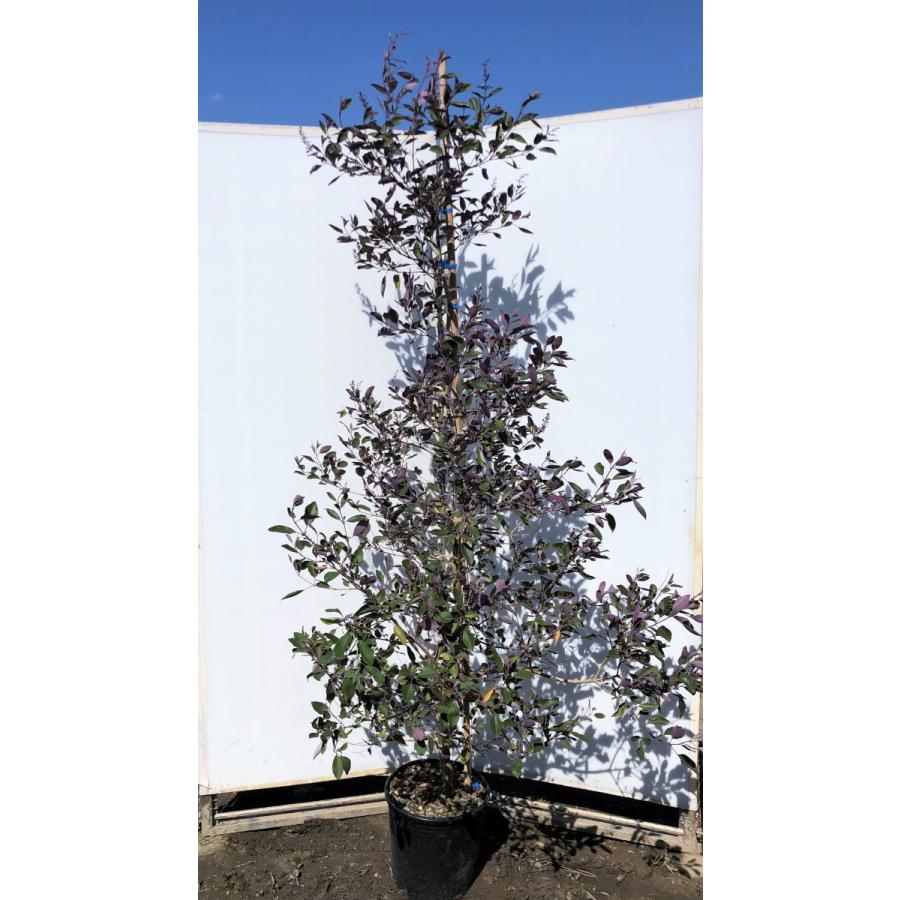 西洋ニンジンボク　プルプレア　カンナ　約２ｍ　現品発送　特大株　大苗植木苗木　ミツバハマゴウ　パープレア　落葉樹　送料無料