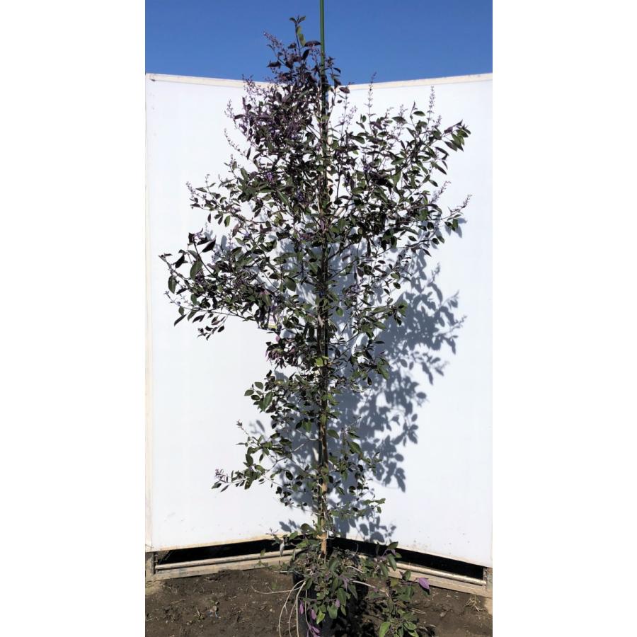 西洋ニンジンボク　プルプレア　カンナ　約２ｍ　現品発送　特大株　大苗植木苗木　ミツバハマゴウ　パープレア　落葉樹　送料無料