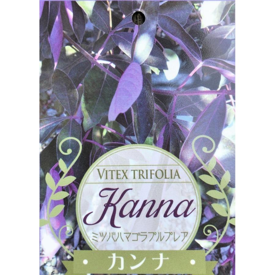 西洋ニンジンボク　プルプレア　カンナ　約２ｍ　現品発送　特大株　大苗植木苗木　ミツバハマゴウ　パープレア　落葉樹　送料無料 