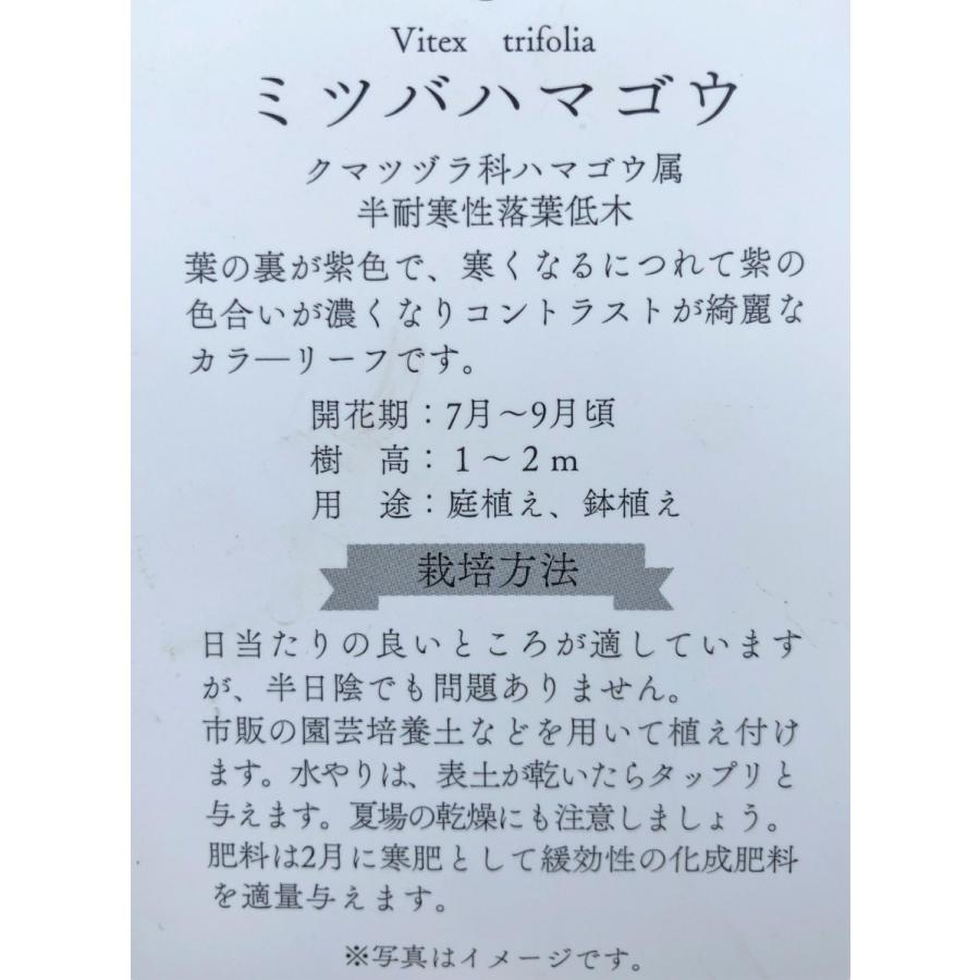西洋ニンジンボク　プルプレア　カンナ　約２ｍ　現品発送　特大株　大苗植木苗木　ミツバハマゴウ　パープレア　落葉樹　送料無料 