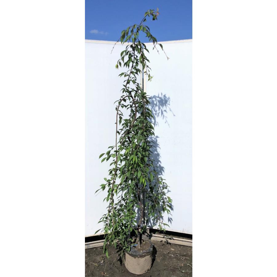 しだれ富士桜　約２ｍ　現品発送　美樹形株　２色咲きに見えるしだれ桜　特大植木苗木　富士しだれ桜　送料無料