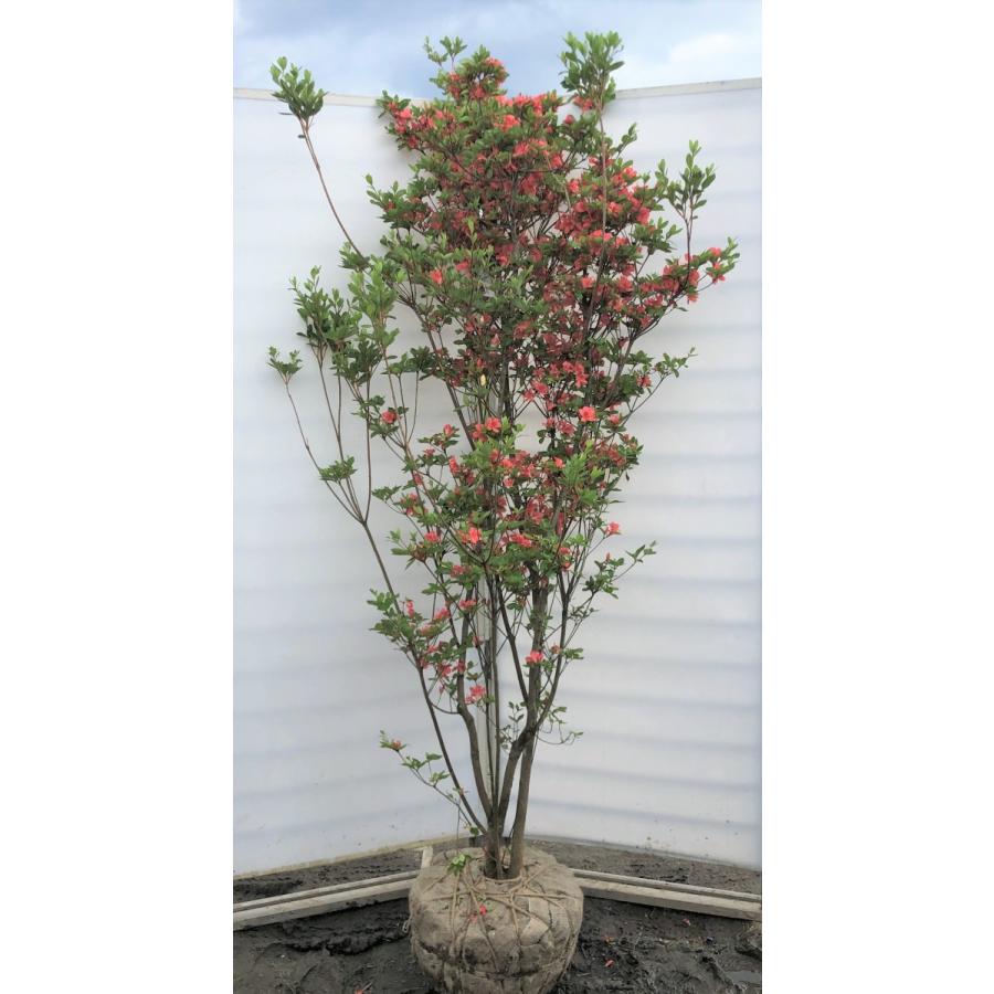 山ツツジ　約２ｍ　株立ち　現品発送　美樹形株　特大株　大苗植木苗木　ヤマツツジ　送料無料