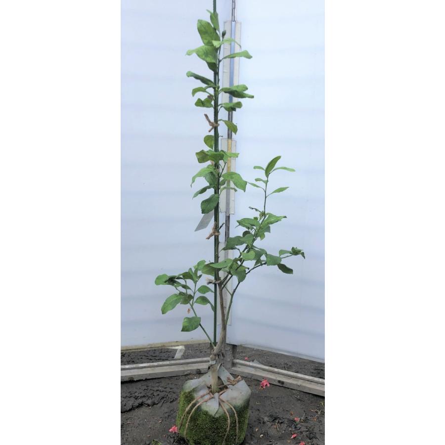 レモンの木 リスボンレモン 約1 2ｍ 現品発送 特大株 植木苗木 檸檬の木 常緑樹 観葉植物や鉢植えに 果樹 父の日 21 送料無料 risbon1211 大福樹苗園 通販 Yahoo ショッピング