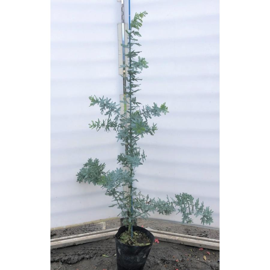 今月限定 特別大特価 ミモザアカシア 約1 4ｍ 現品発送 特大株 植木苗木 ギンヨウアカシア 銀葉アカシア 常緑樹 送料無料 mimoza1412 大福樹苗園 通販 Yahoo ショッピング 100 の保証 Nydp Ng