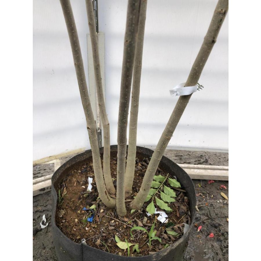 シマトネリコ　５本株立ち　約2.1m　現品発送　美樹形株　特大株　植木苗木　シンボルツリー　常緑樹　送料無料 