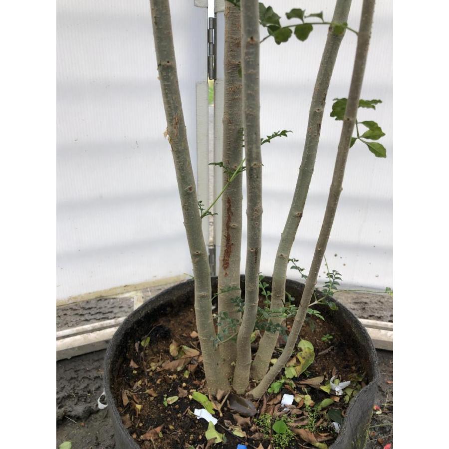 シマトネリコ　５本株立ち　約２m　現品発送　美樹形株　特大株　植木苗木　シンボルツリー　常緑樹　送料無料 シマトネリコ　５本株立ち　約２m　現品発送　美樹形株　特大株　植木苗木　シンボルツリー　常緑樹　送料無料 Q1113026243(10590円)