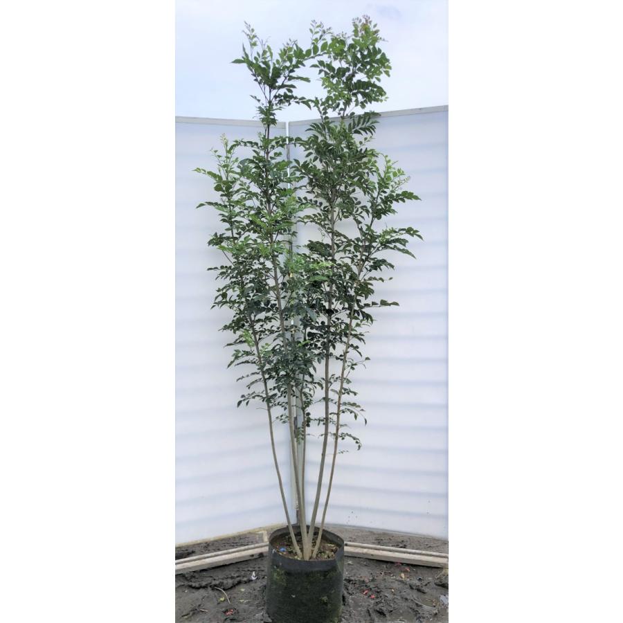 限定価格セール シマトネリコ ５本株立ち 約2 3m 現品発送 美樹形株 特大株 植木苗木 シンボルツリー 常緑樹 送料無料 魅了 Atempletonphoto Com