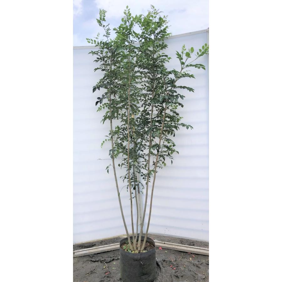 シマトネリコ　５本株立ち　約2.1m　現品発送　美樹形株　特大株　植木苗木　シンボルツリー　常緑樹　送料無料