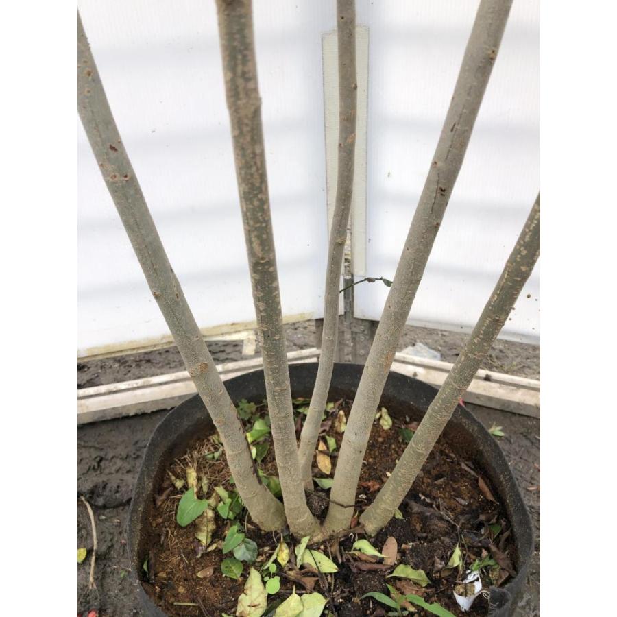 シマトネリコ　５本株立ち　約2.1m　現品発送　美樹形株　特大株　植木苗木　シンボルツリー　常緑樹　送料無料 