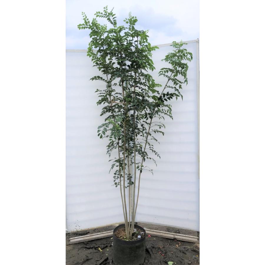 シマトネリコ　５本株立ち　約2.1m　現品発送　美樹形株　特大株　植木苗木　シンボルツリー　常緑樹　送料無料