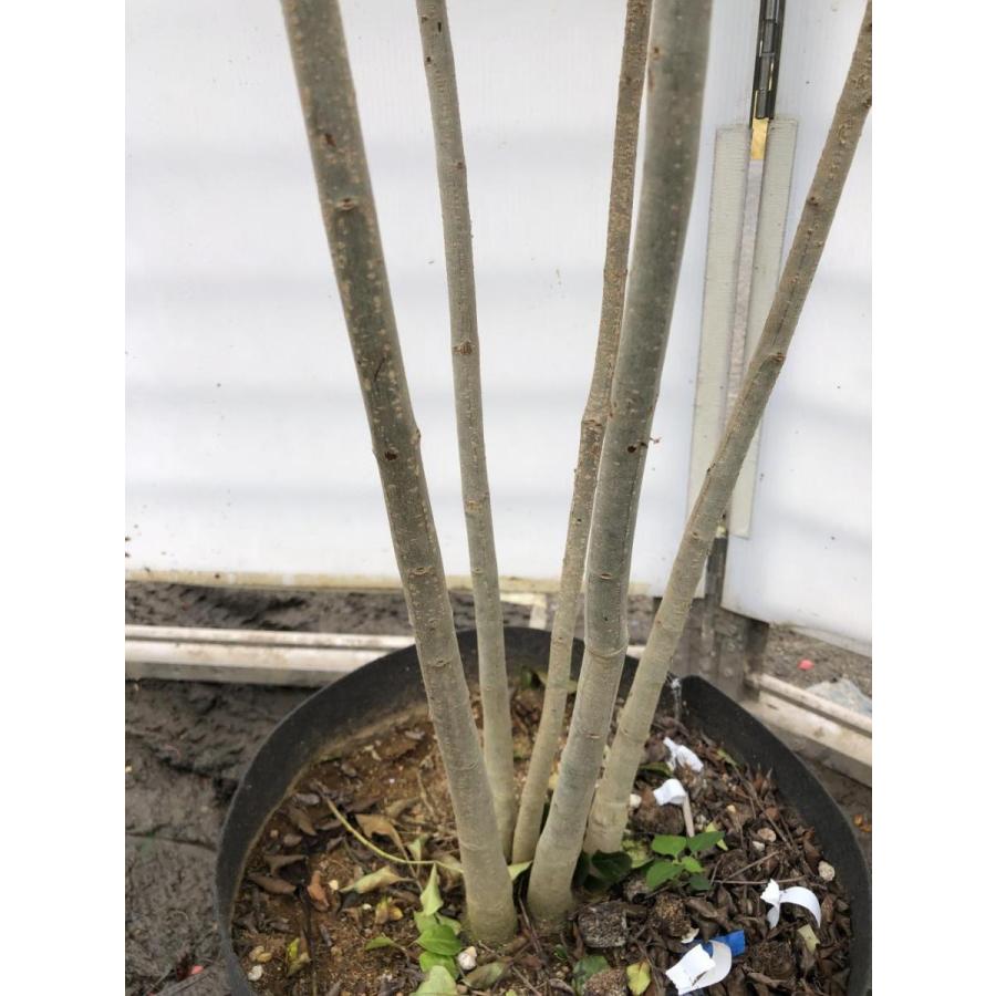 シマトネリコ　５本株立ち　約2.1m　現品発送　美樹形株　特大株　植木苗木　シンボルツリー　常緑樹　送料無料 シマトネリコ　５本株立ち　約2.1m　現品発送　美樹形株　特大株　植木苗木　シンボルツリー　常緑樹　送料無料 OCQ1170829751(11140円)