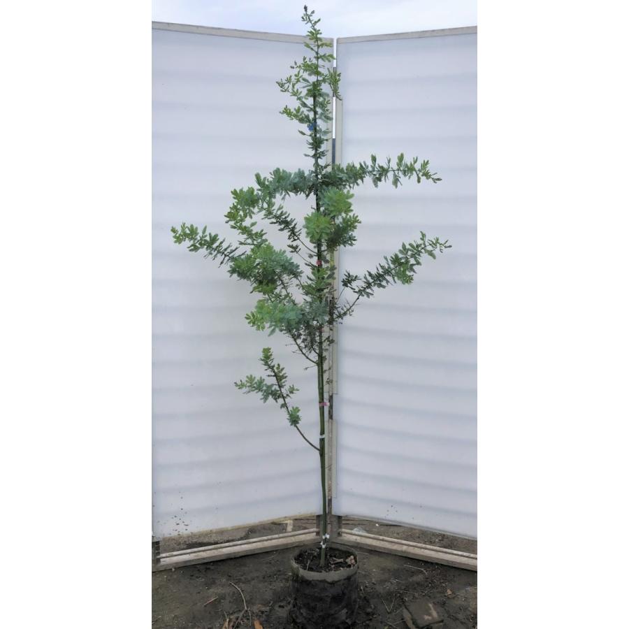 安心の定価販売 ミモザアカシア 約２ｍ 現品発送 特大株 植木苗木 ギンヨウアカシア 銀葉アカシア 常緑樹 送料無料 50 Off Arraba Ps