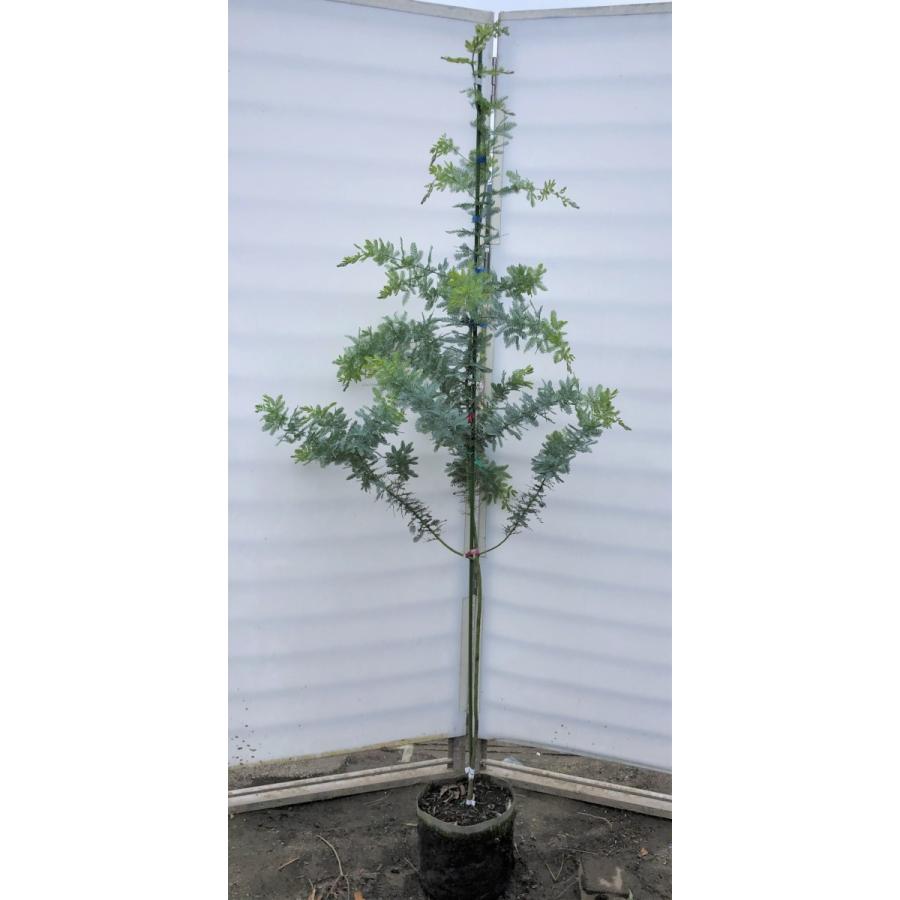 ミモザアカシア 約1 9ｍ 現品発送 特大株 植木苗木 ギンヨウアカシア 銀葉アカシア 常緑樹 送料無料 mimoza1917 大福樹苗園 通販 Yahoo ショッピング