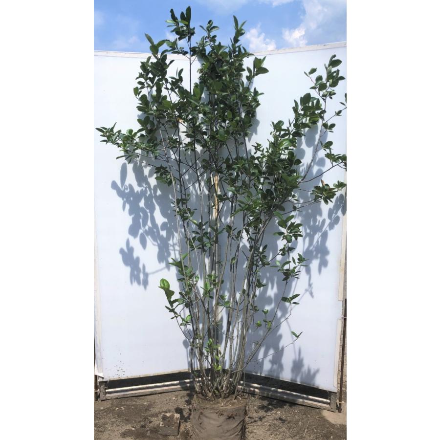 チョコレートベリー 15本株立ち 約2.1m 一点物 豪華株 現品発送 大苗