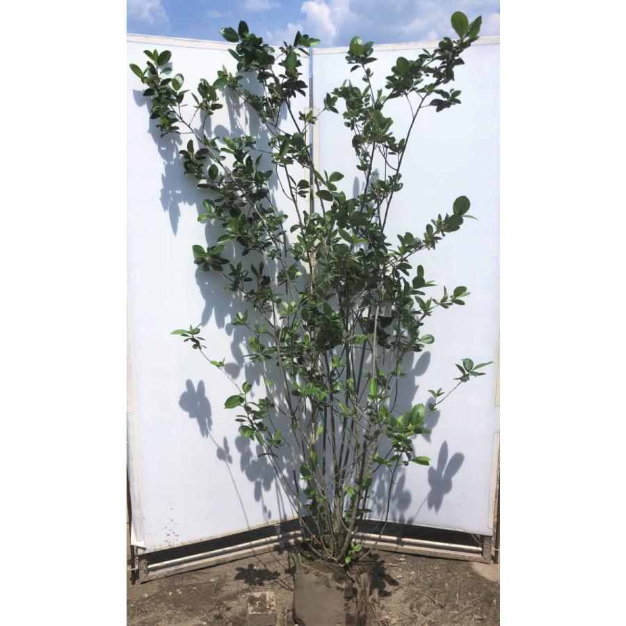 ベイリーズホットチョコレートのレシピ