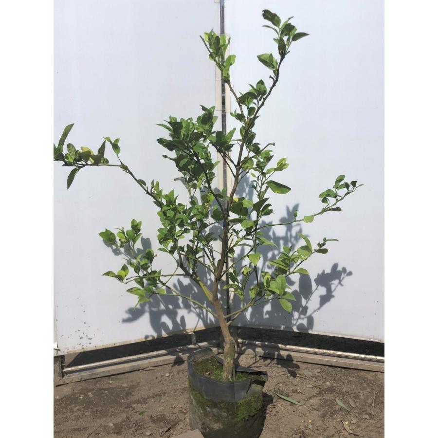 即購入ok試着のみサイズ レモンの木 マイヤーレモン 約1 3ｍ 現品発送 特大株 植木苗木 現品発送 檸檬の木 観葉植物や鉢植えに 果樹 送料無料 mayers1311 大福樹苗園 通販 Yahoo ショッピング 即納 取寄せ Www Himalayaheart Com