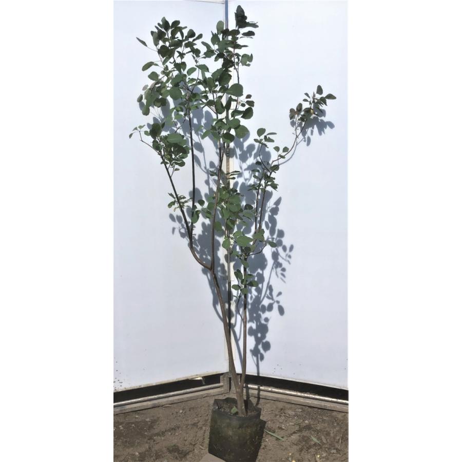 最新の激安 赤花スモークツリー 約1 8ｍ 現品発送 ケムリノキ 特大株 大苗植木苗木 紅花ケムリの木 煙の木 送料無料 Web限定 Qendraura Al