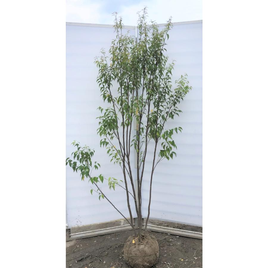 Web限定 ハイノキ 株立ち 約２m 現品発送 美樹形株 特大株 植木苗木 灰の木 常緑樹 送料無料 超美品 Www Perfectressusorder Com