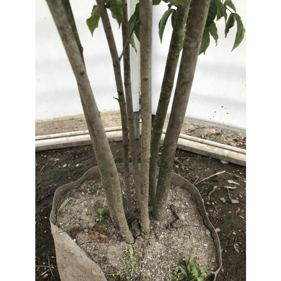 アオダモ 8本株立ち 約2m 現品発送 特大株 植木苗木 マルバアオダモ