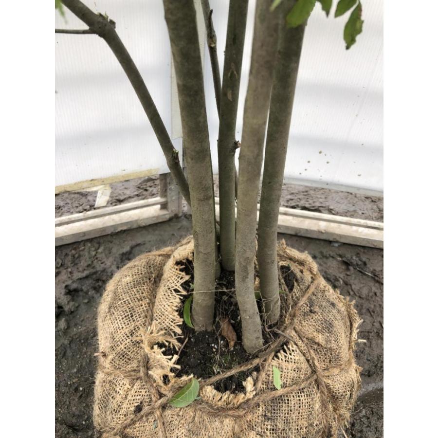 アオダモ ６本株立ち 約1 7m 現品発送 特大株 植木苗木 マルバアオダモ 丸葉アオダモ 落葉樹 シンボルツリー aodamo1715k6 大福樹苗園 通販 Yahoo ショッピング