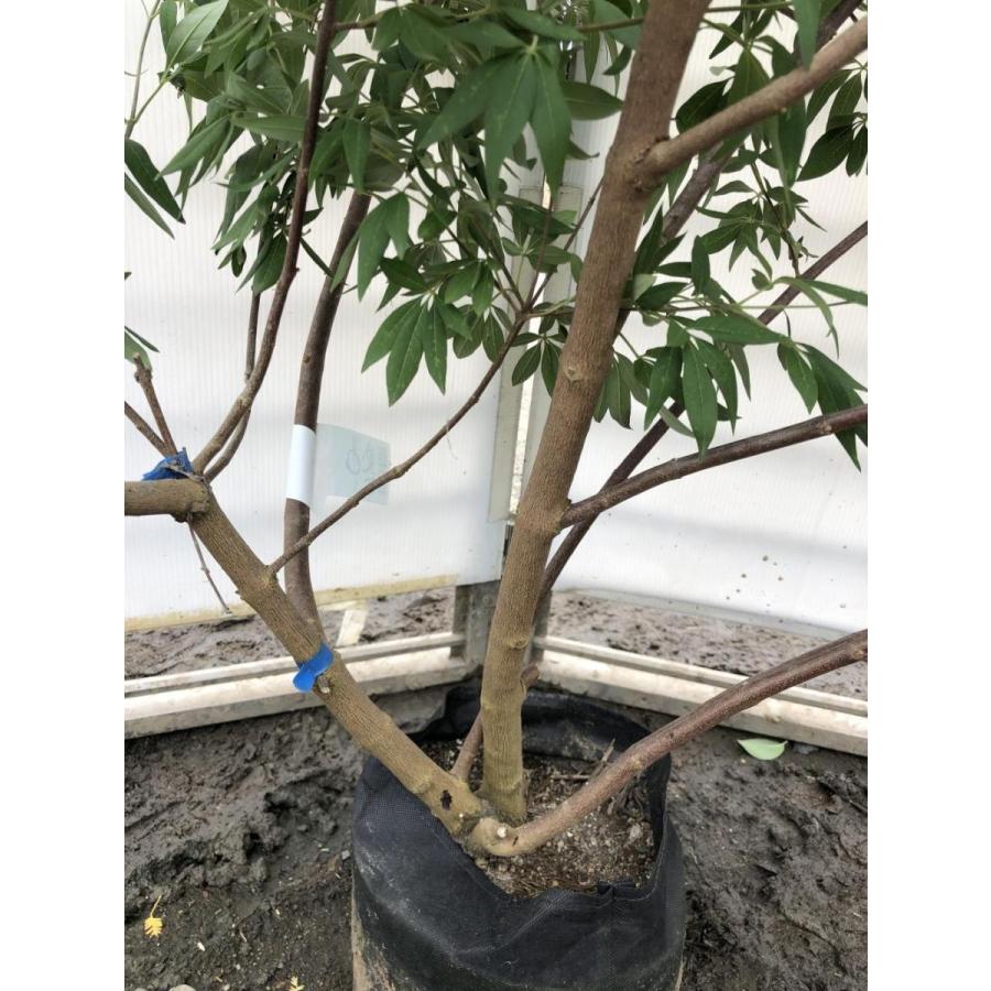 西洋ニンジンボク 株立ち約1.5m 現品発送 一点物 豪華株 特大植木苗木