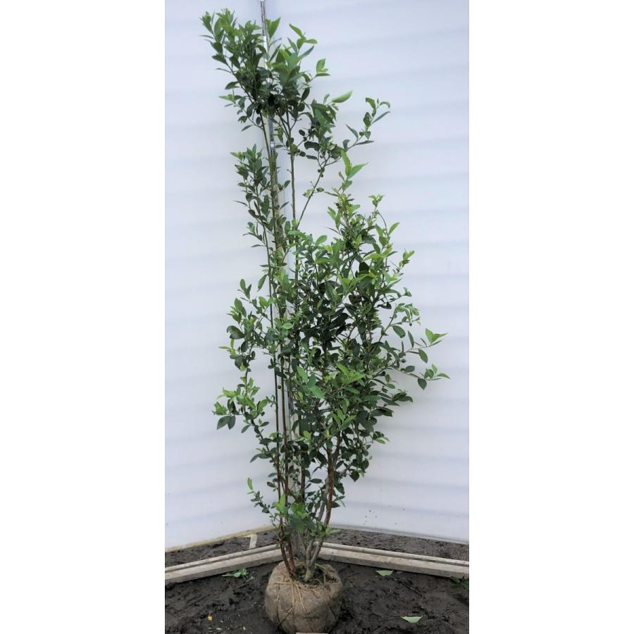 ブルーベリー ビックデライト 株立ち 約1 8ｍ 現品発送 特大植木苗木 大実品種 ラビットアイ系 シンボルツリー 送料無料 deraito1816k5 大福樹苗園 通販 Yahoo ショッピング