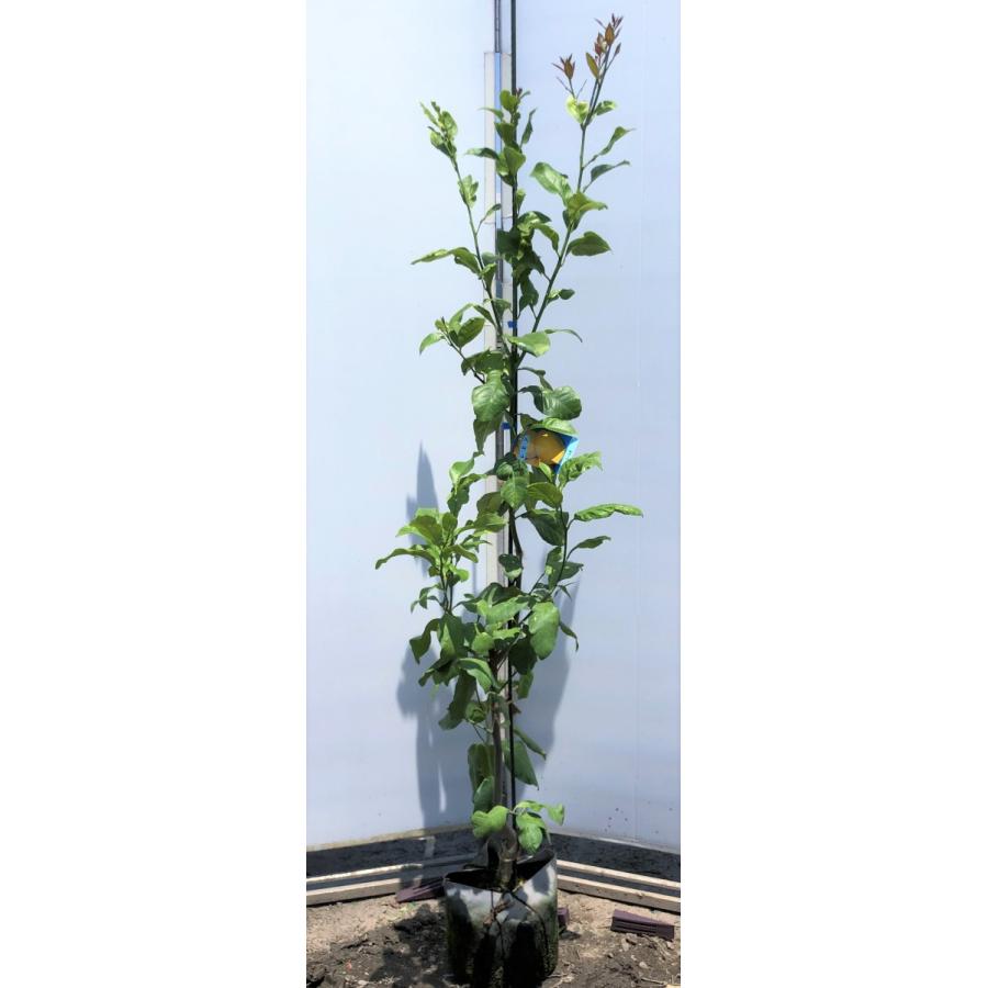 楽天市場 レモンの木 ユーレカレモン 約1 7ｍ 現品発送 特大苗木 檸檬の木 果樹 観葉植物や鉢植えに 送料無料 3061yureka1716 大福樹苗園 通販 Yahoo ショッピング 最も優遇 M Mahdi Net